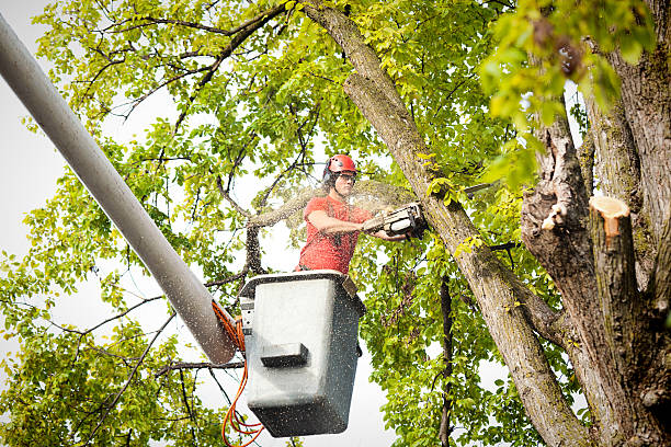 Best Hazardous Tree Removal  in Prescott, WI